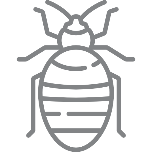 Bedbug